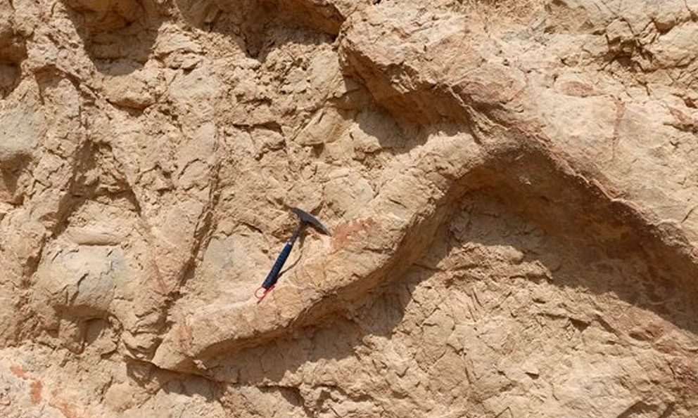 Científicos chinos descubren restos fosilizados de un ictiosaurio en el Himalaya