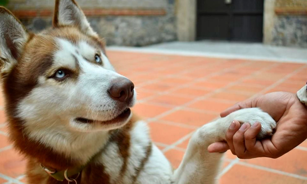 Animales en las universidades: aliados para mejorar la comunidad estudiantil