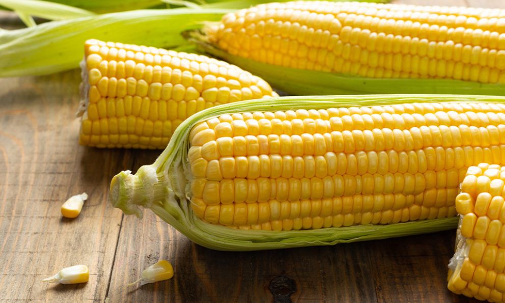 Panel para resolver disputa de maíz entre EU y México