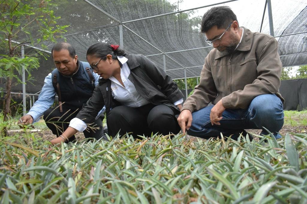 Gobierno del Estado inicia el proyecto de plantación de Henequén