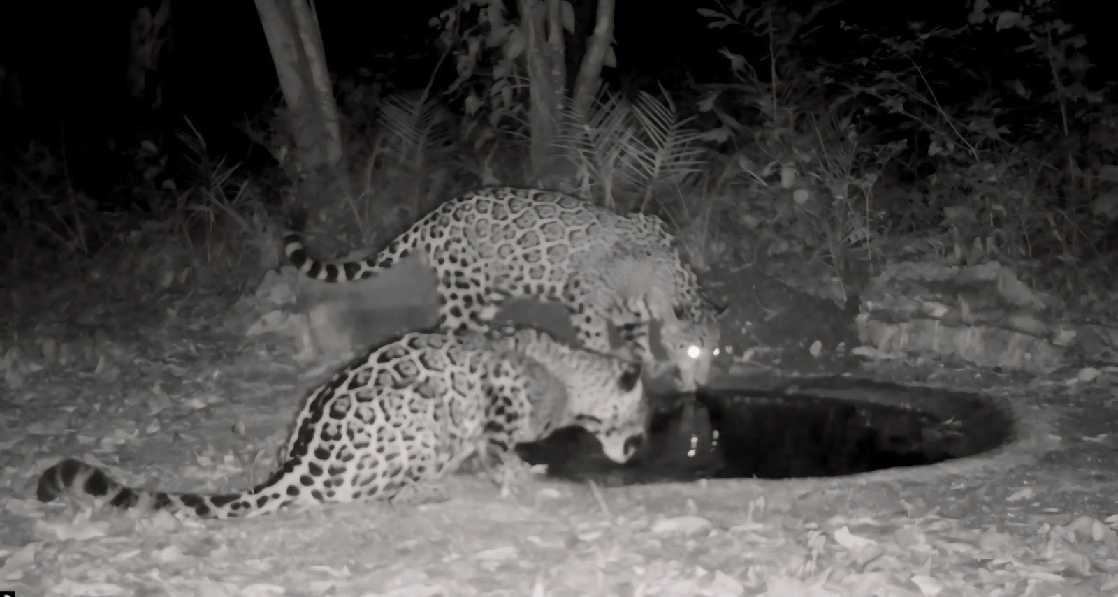 Fortalece comisión de parques instalación de bebederos en zonas serranas