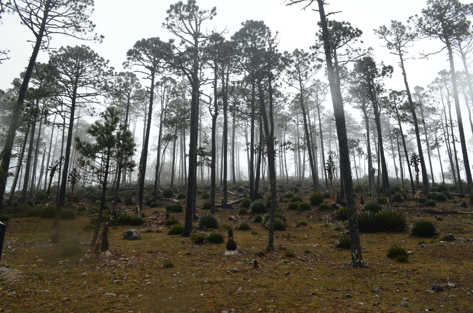 Fortalece Tamaulipas las medidas para proteger las reservas naturales