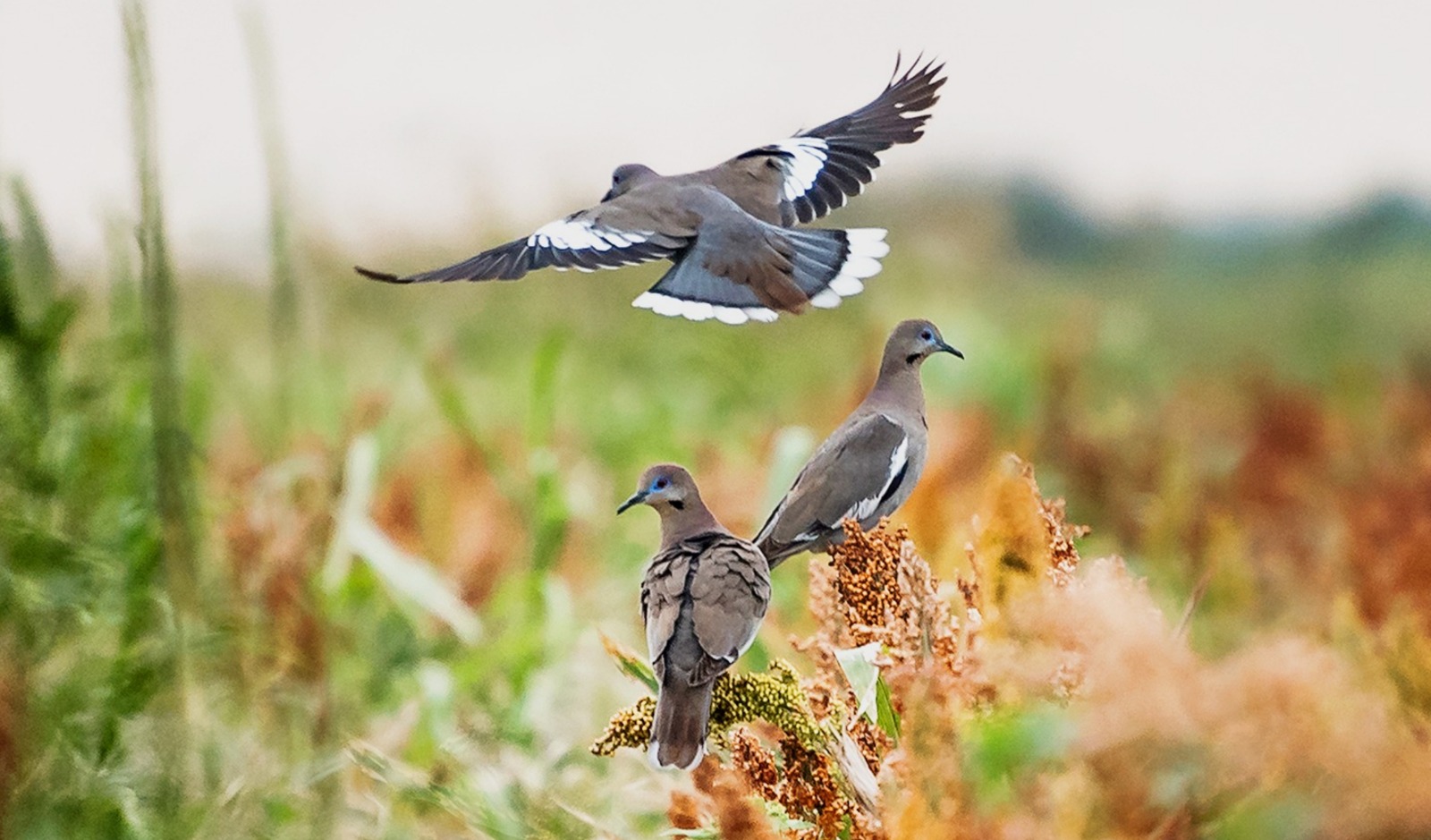 Inicia la temporada de caza de paloma ala blanca 2024