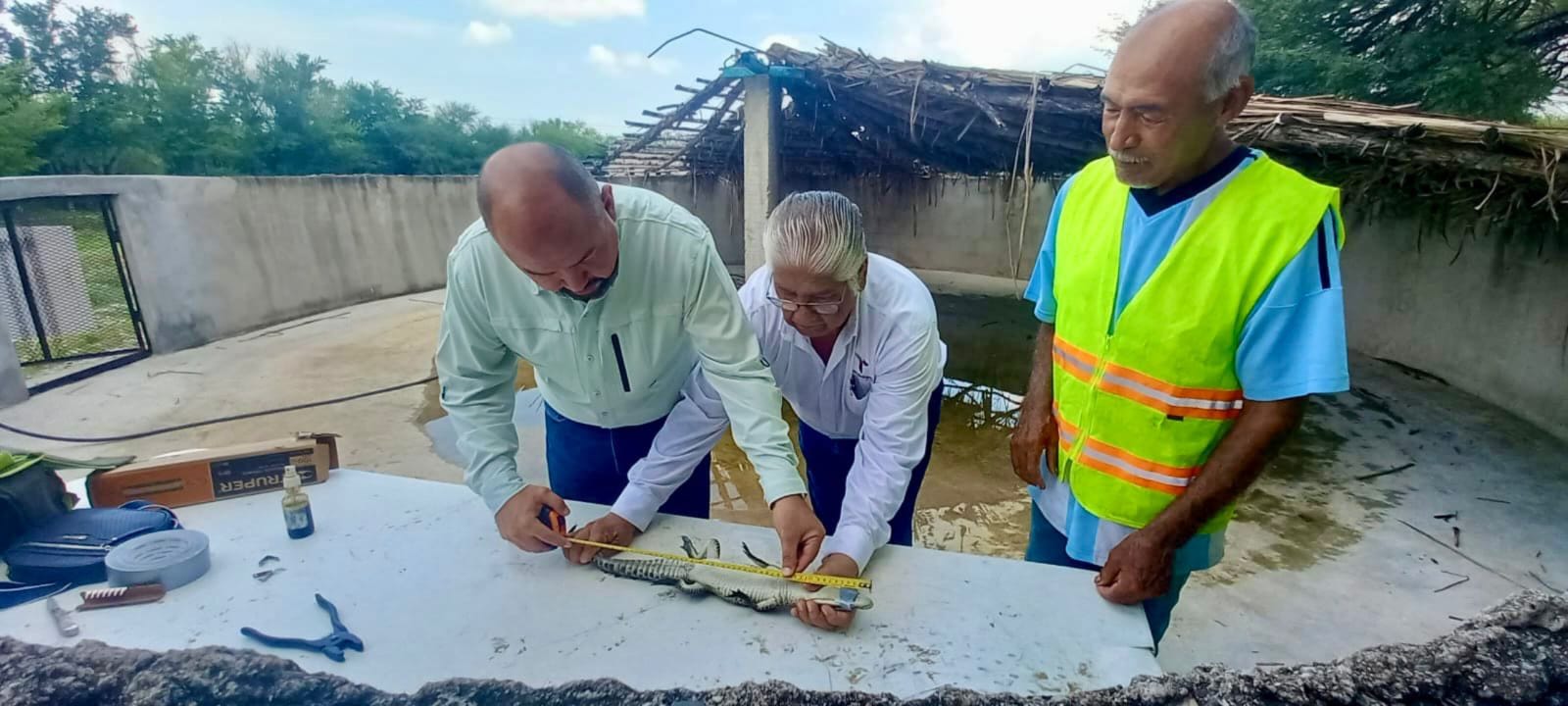 Tamaulipas fortalece la capacitación para el manejo de cocodrilos