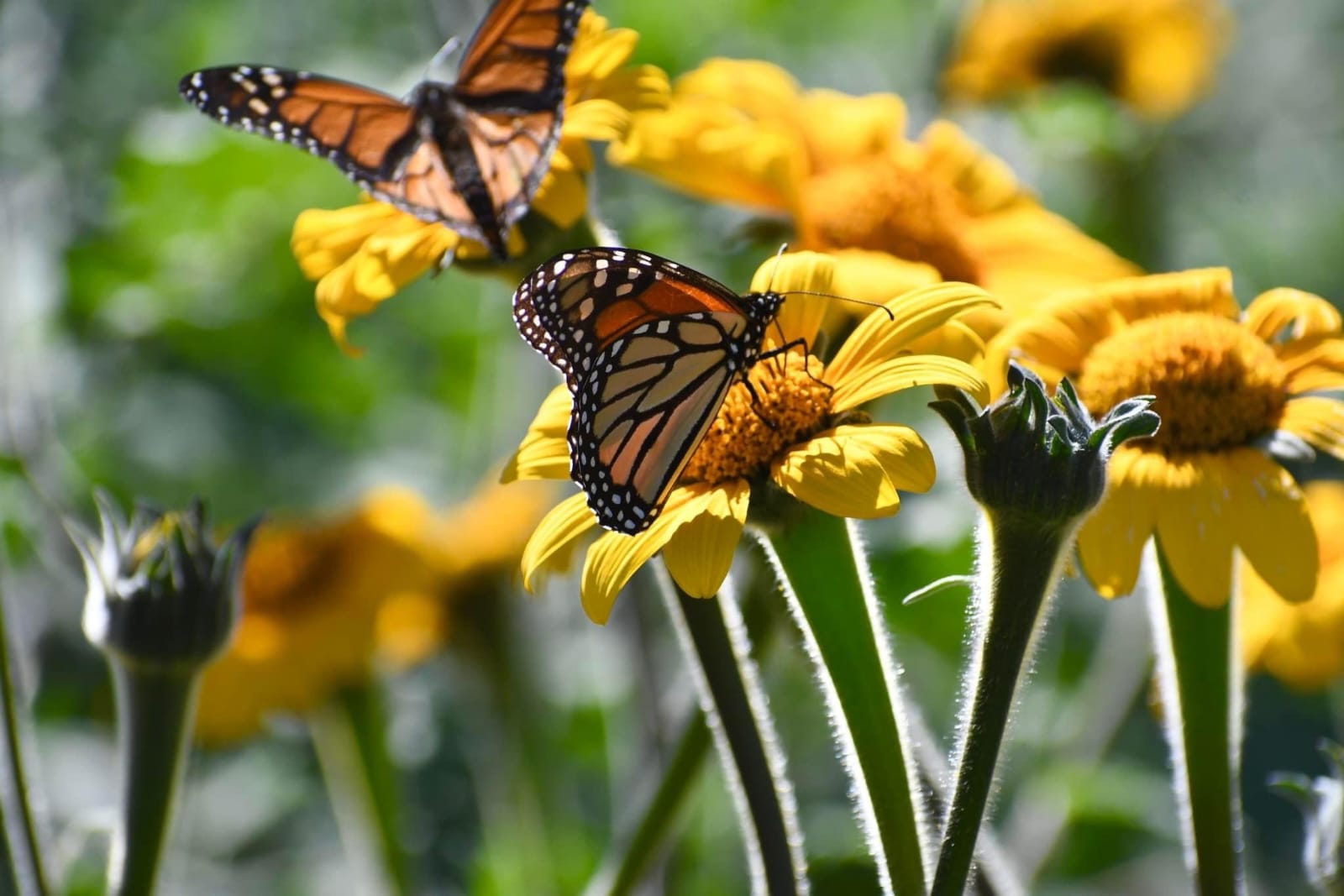 Tamaulipas Invertirá en la protección del hábitat de la mariposa monarca: CPBT
