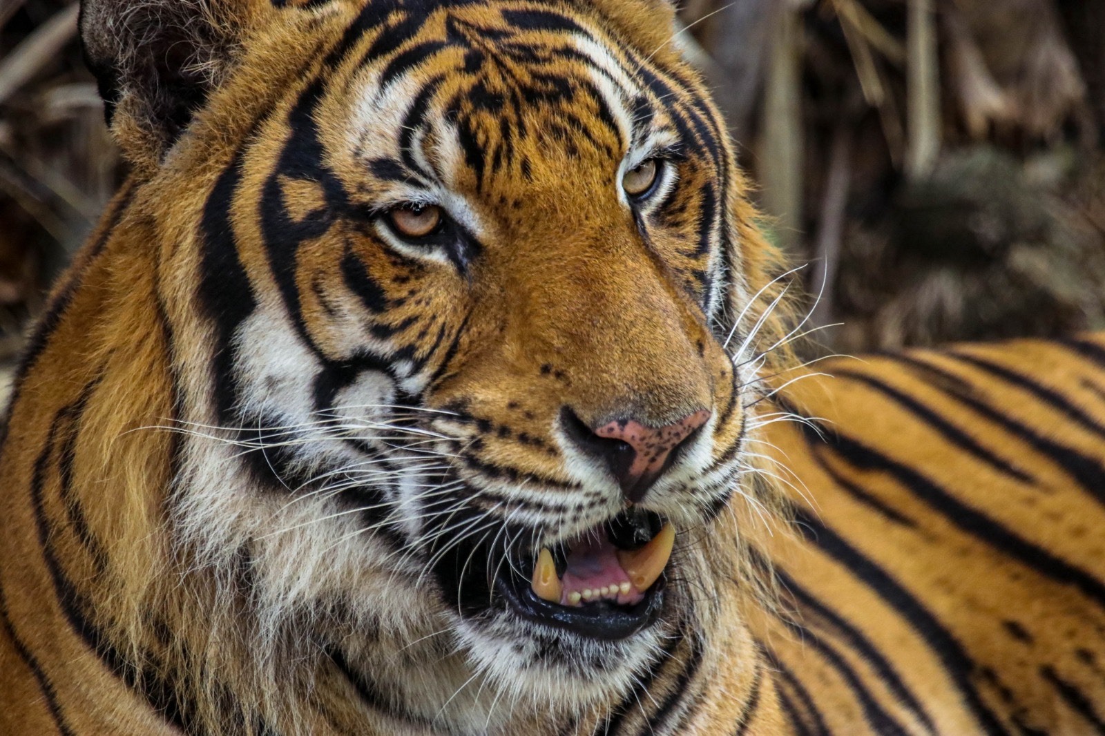 Trasladarán al Zoológico Tamatán el tigre localizado en Reynosa