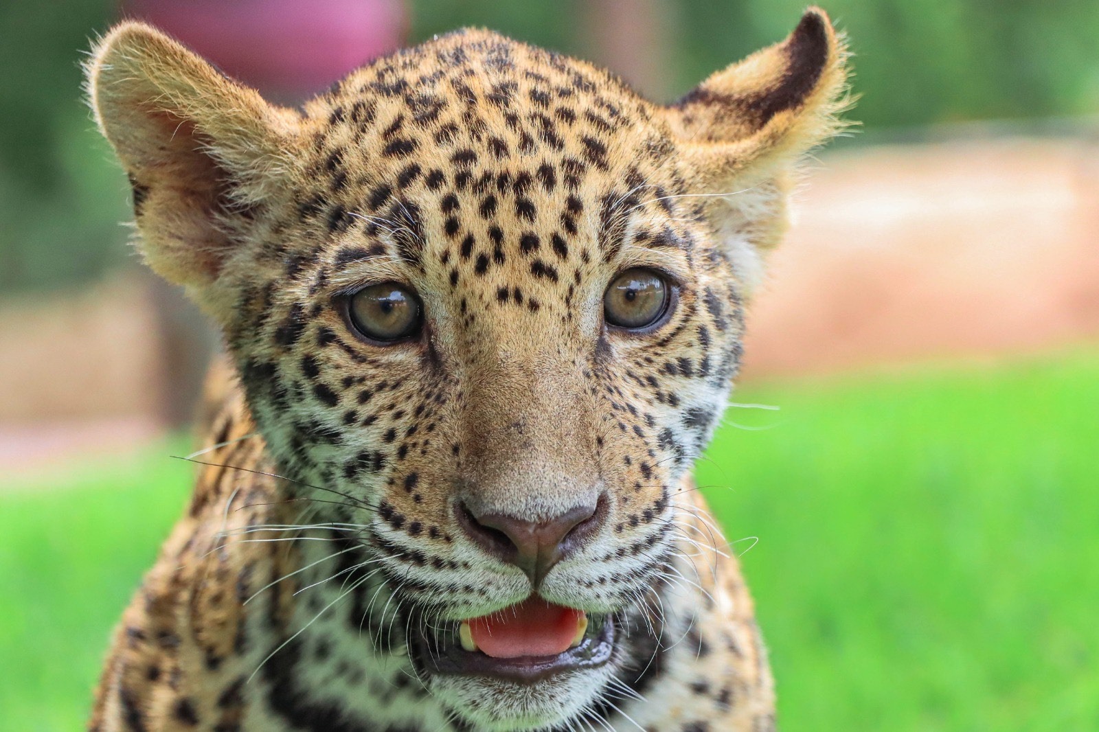 Comisión de Parques Canalizará a cachorros de jaguar donados a la Biósfera El Cielo