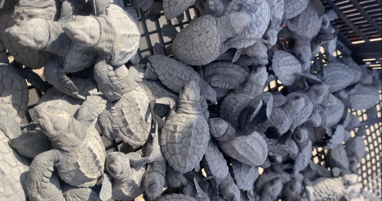 Temporada cerrada de tortuga lora con 150 mil crías liberadas al mar