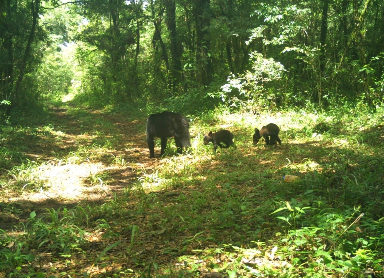 Los primeros avistamientos de osos negros en la Reserva de La Biósfera El Cielo