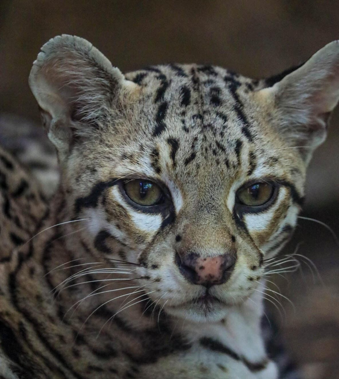 Diversidad Animal en el Zoológico Tamatán: 94 Especies para Conocer