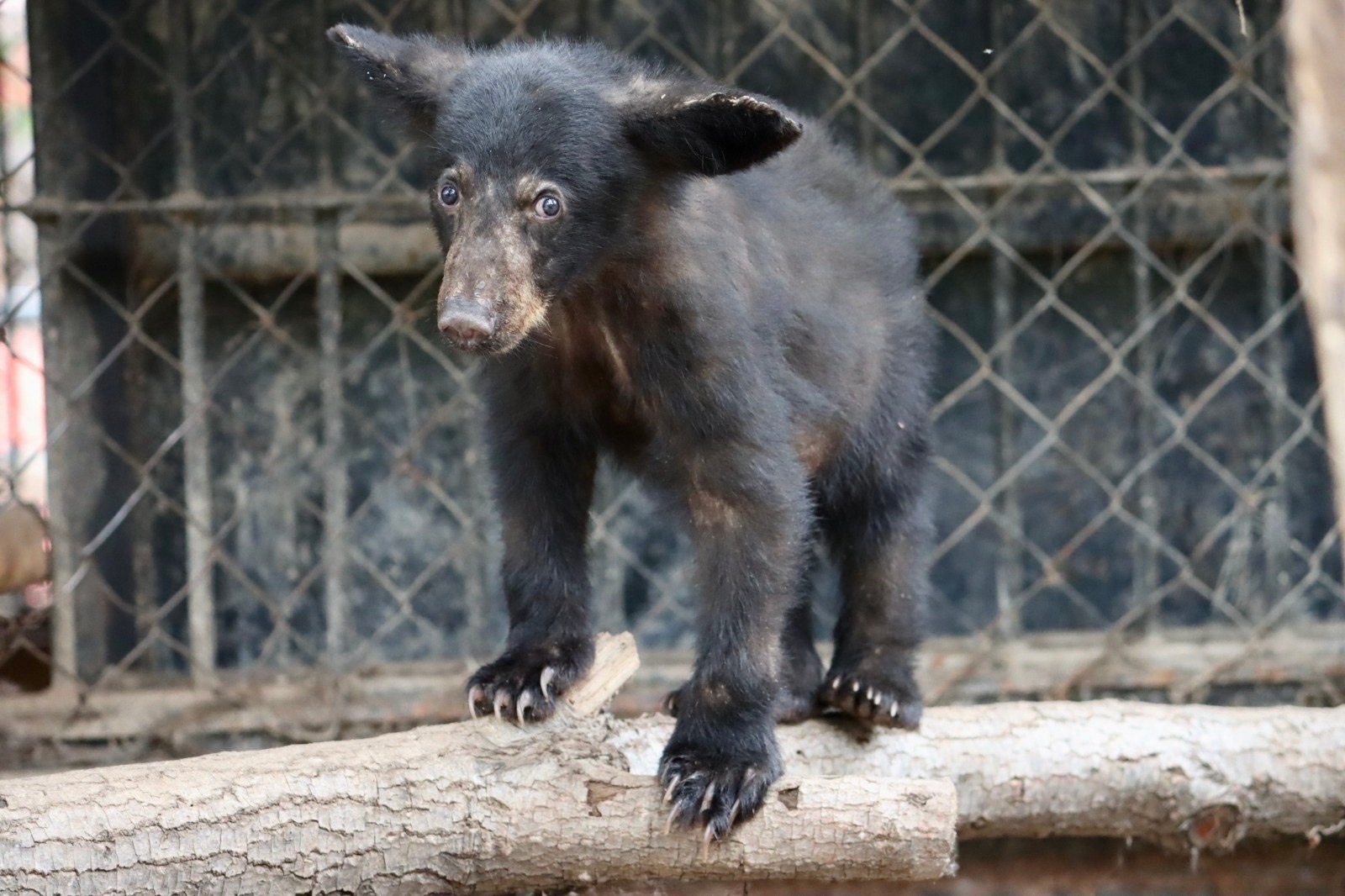 Comisión de Parques atiende alertas por presencia de fauna silvestre en zonas urbanas