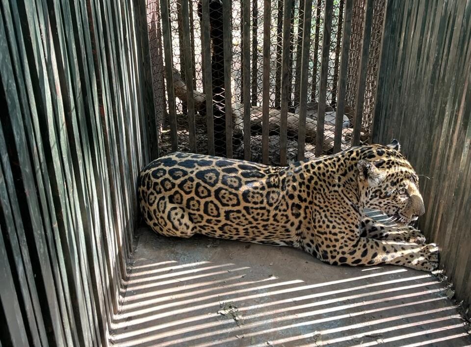 Comisión de Parques avanza en protección del jaguar con collar de monitoreo