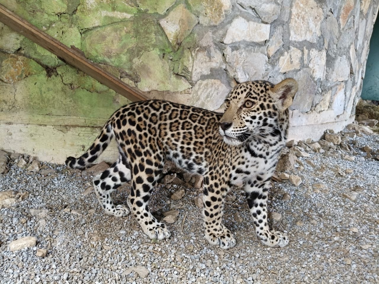 Cachorros de jaguar llegan al Parque Ecológico Biósfera El Cielo, fortaleciendo la conservación