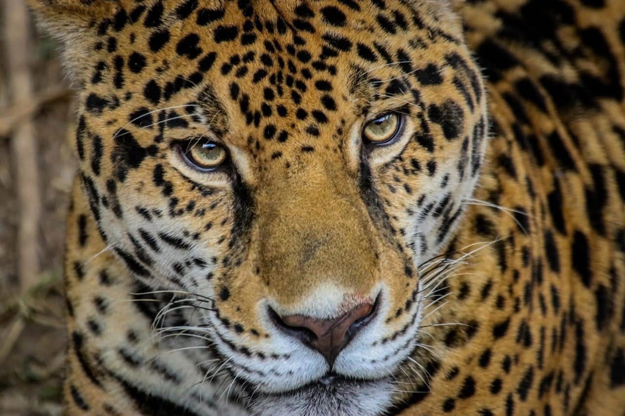 Tamaulipas trabaja activamente en seis programas para proteger el medio ambiente