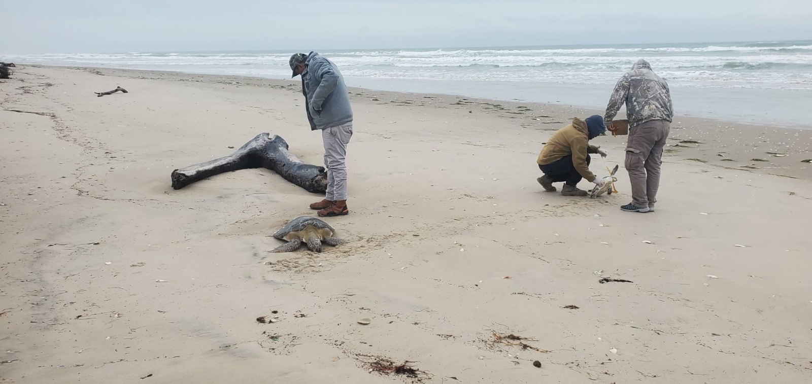 Éxito en el Rescate: Comisión de Parques Salva 40 Tortugas Verdes en Playas