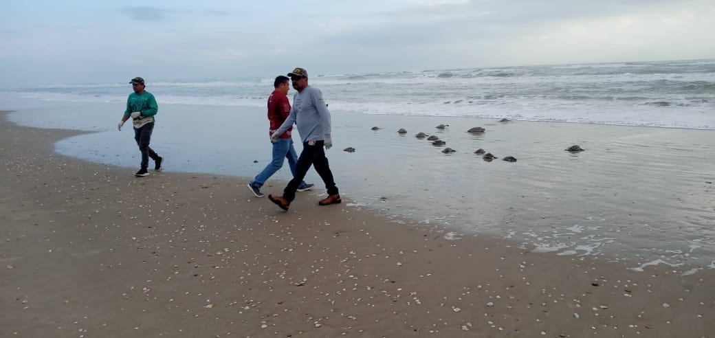 En un acto de preservación, 62 tortugas verdes regresan al mar gracias a la Comisión de Parques