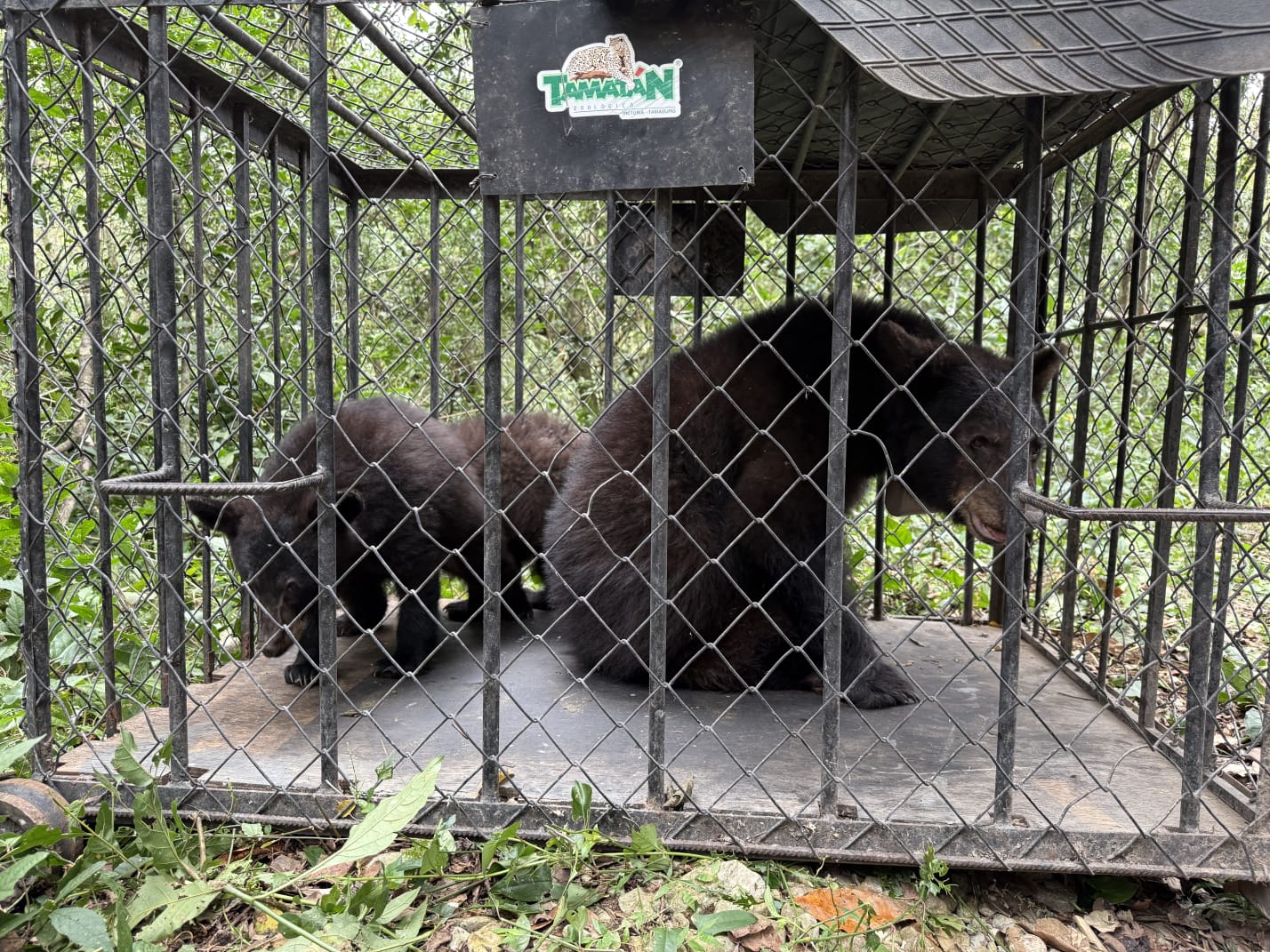 Osos negros regresan a su entorno natural con apoyo de la Comisión de Parques