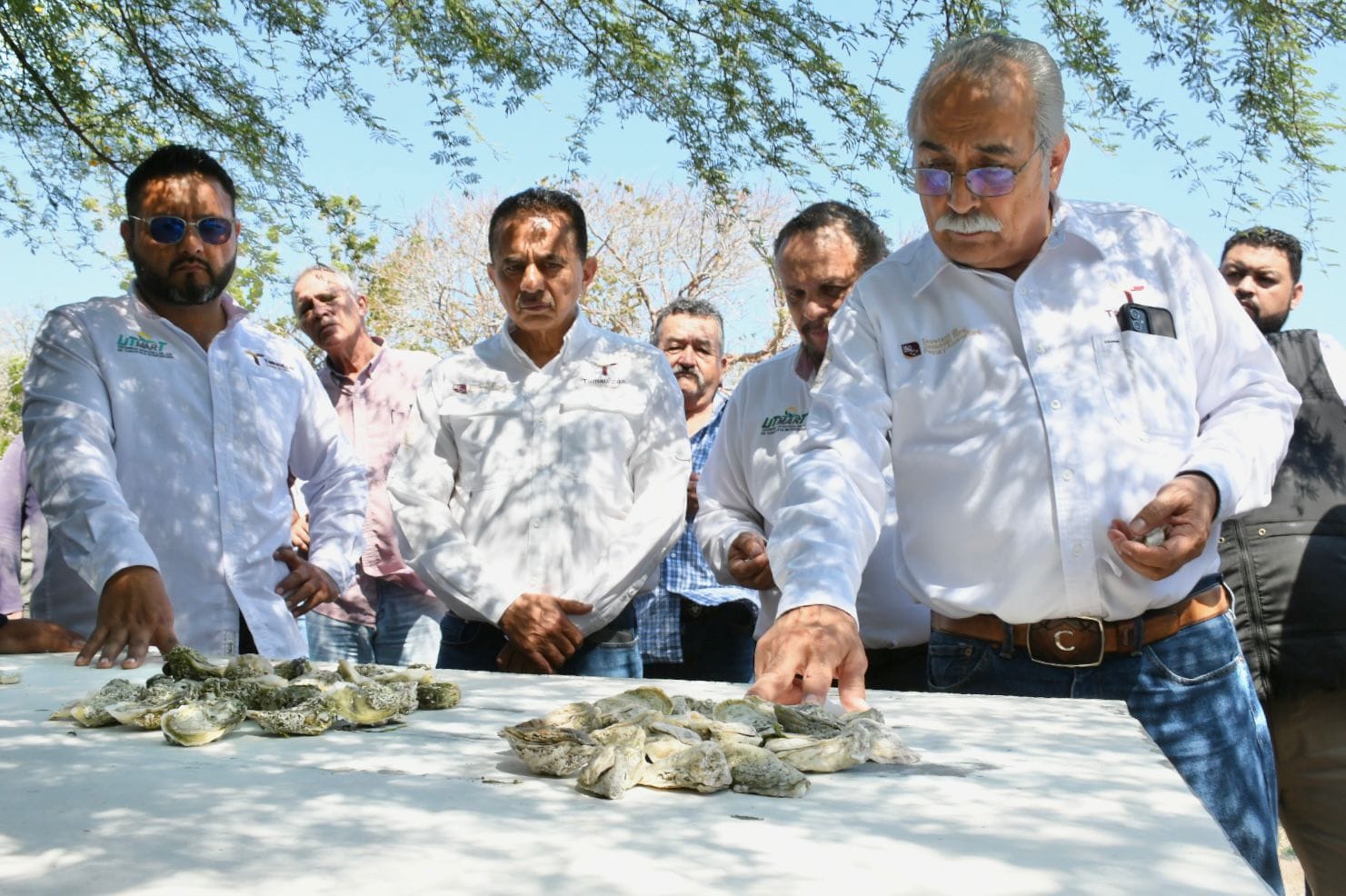 Tamaulipas apuesta por el cultivo de ostión con nuevo proyecto