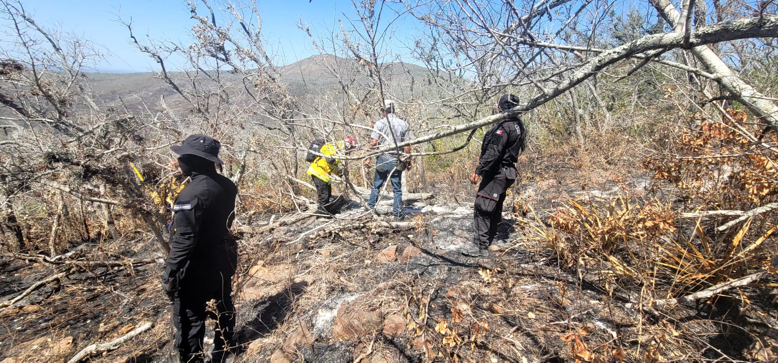 Protección Civil de Tamaulipas trabaja sin pausa en la contención de incendios forestales