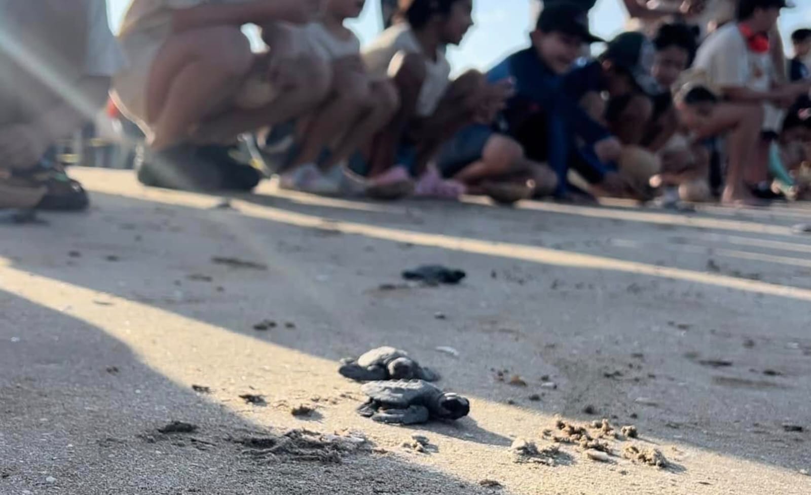 La Comisión de Parques y Biodiversidad impulsa conservación de la tortuga lora con resguardo de más de 30 mil huevos