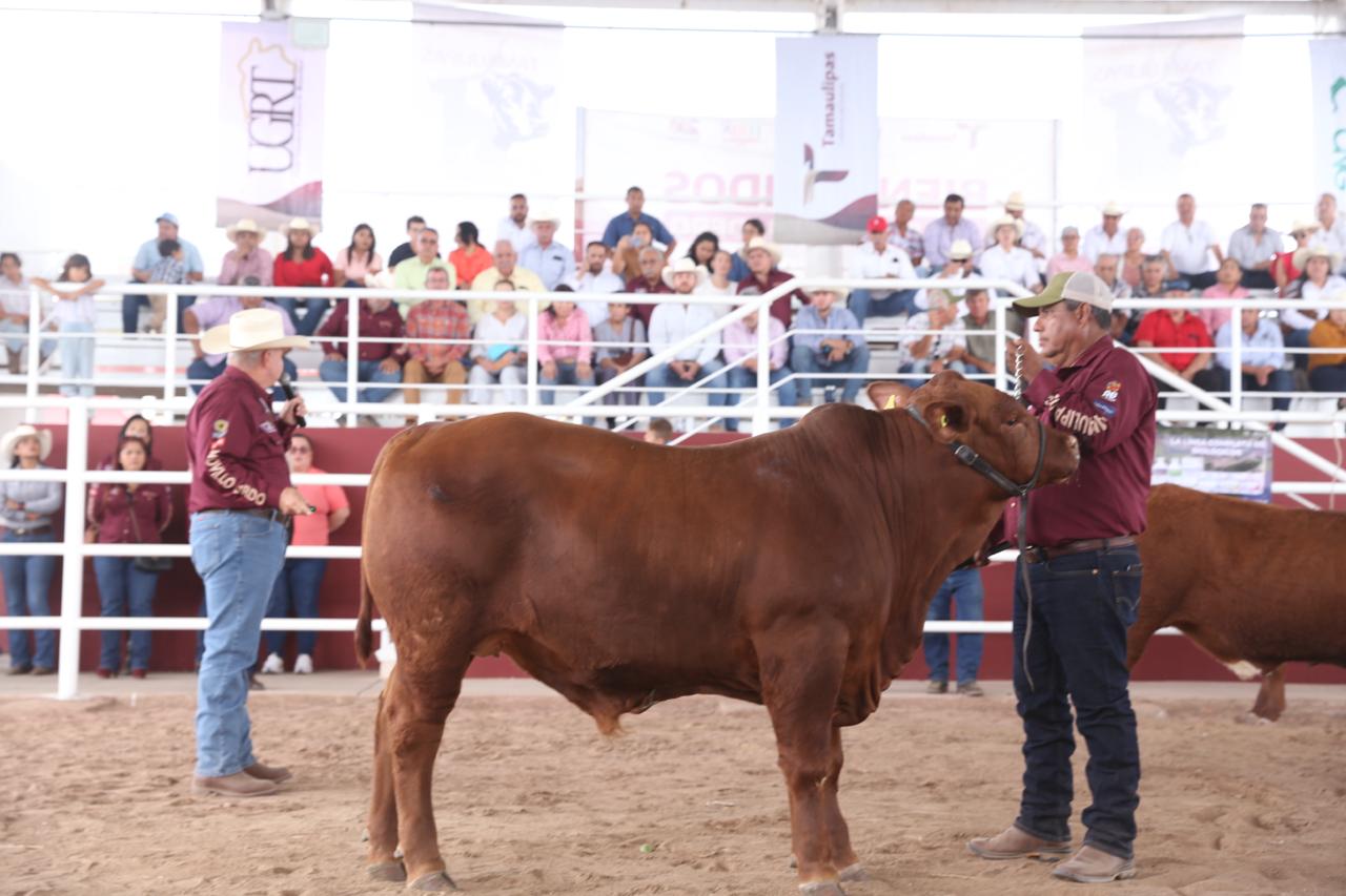Tamaulipas se prepara para el Segundo Concurso del Novillo Gordo: Secretaría de Desarrollo Rural