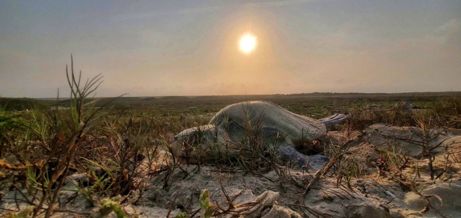 Refuerza Tamaulipas conservación de la tortuga lora con 20% más huevos protegidos