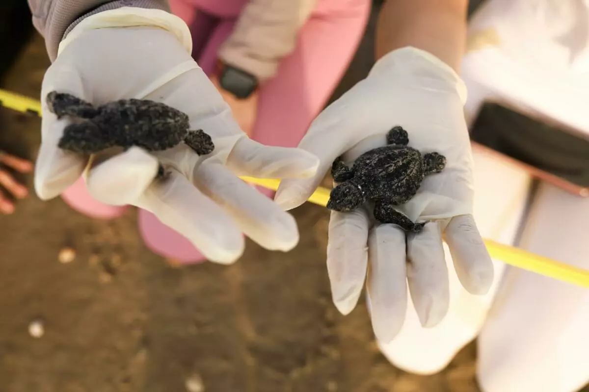 El alcalde Beto Granados atestigua liberación de tortugas marinas en Playa Bagdad