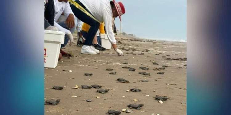 Superan 300 nidos de tortuga lora en Playa Bagdad de Matamoros, Tamaulipas