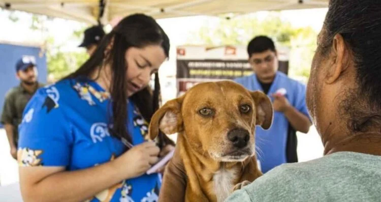 Mantienen vacunación antirrábica gratuita en colonias de Matamoros, Tamaulipas