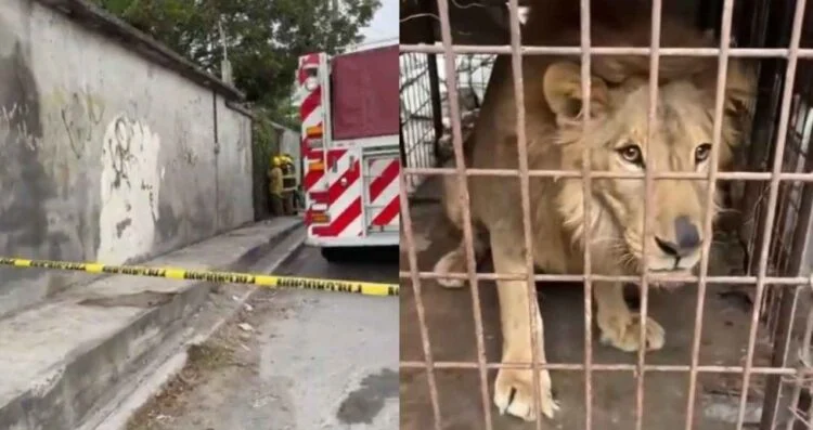 Hallan león abandonado dentro de vivienda en Matamoros, Tamaulipas