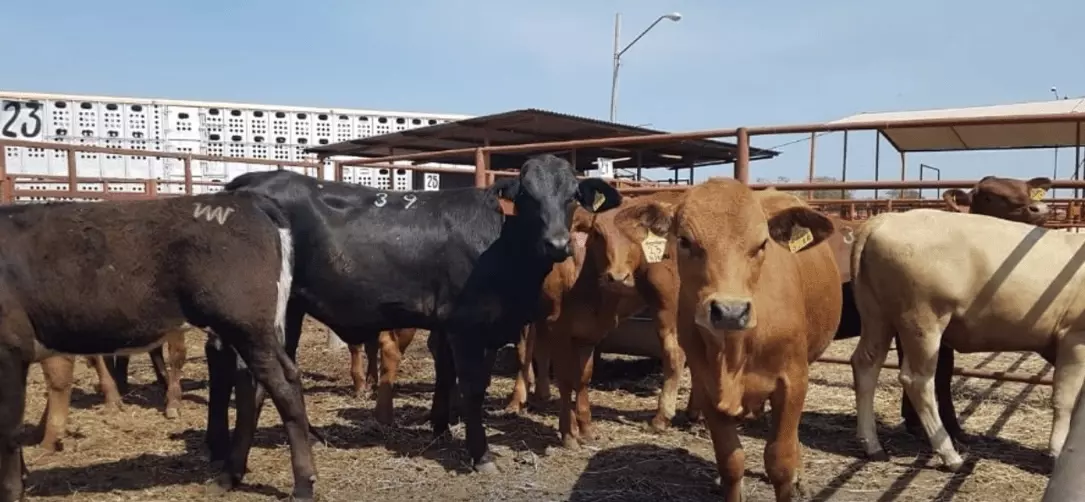 Ganaderos de Reynosa reportan caída de hasta 15% en precios